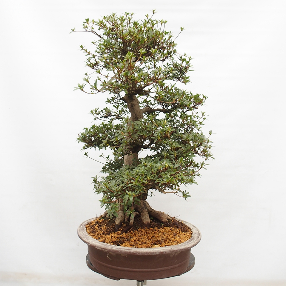 Bonsai im Freien - Japanische Azalee - Azalea Byakuren