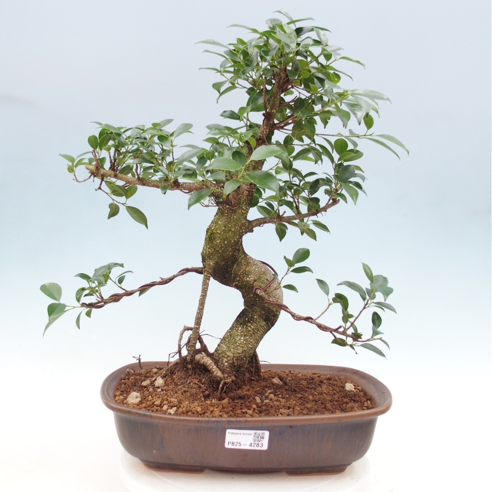 Zimmerbonsai - Ficus retusa - Kleinblättriger Ficus