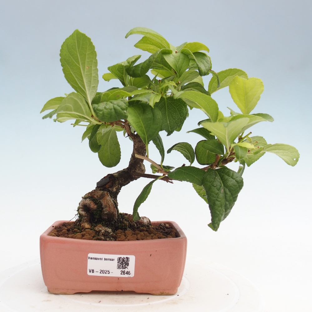 Outdoor-Bonsai - Celastrus Jesenec