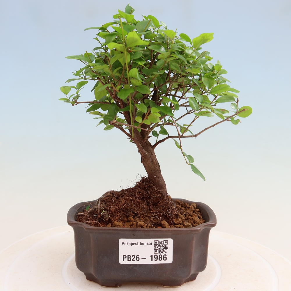 Zimmer Bonsai - Sageretia thea - Sageretia thea