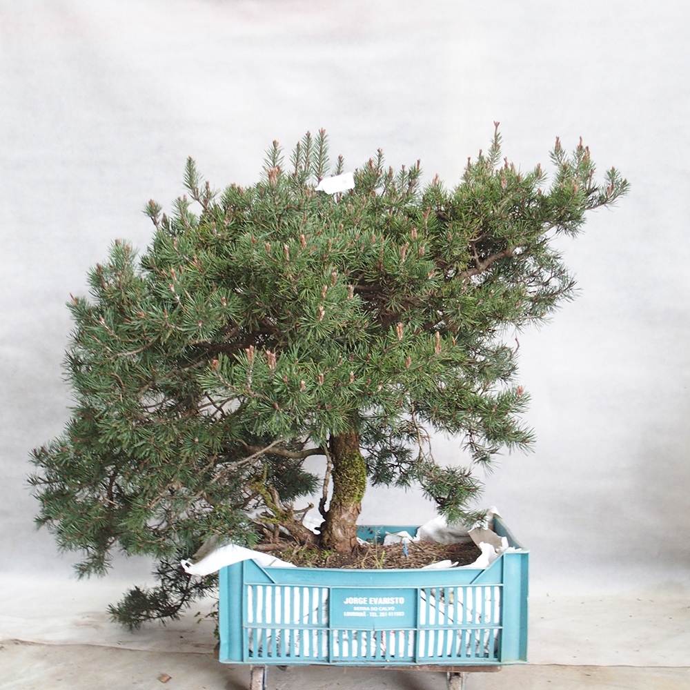 Yamadori - Pinus sylvestris 
