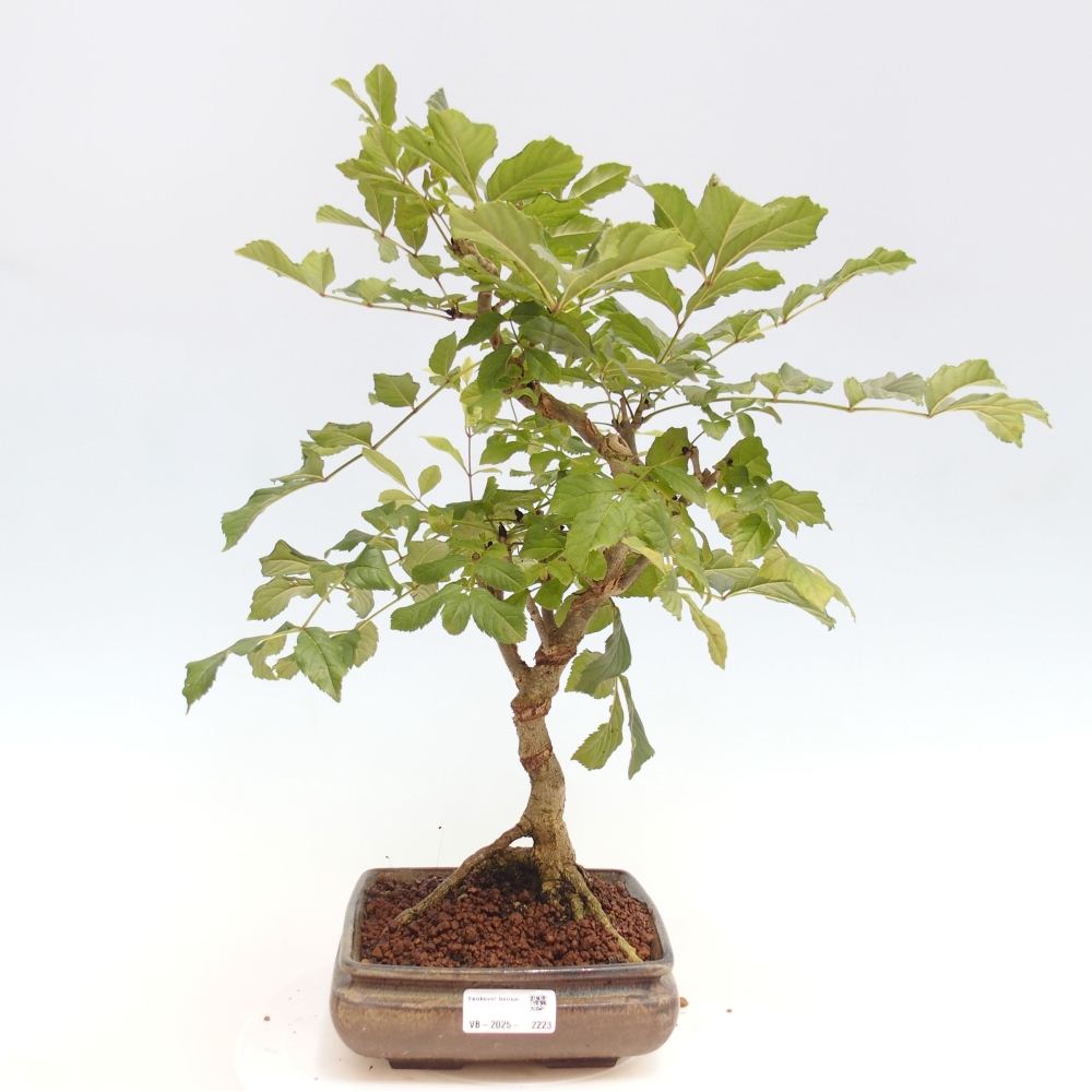 Outdoor-Bonsai - Fraxinus - Esche