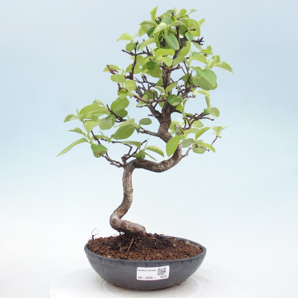 Bonsai für draußen - Chaneomeles chinensis