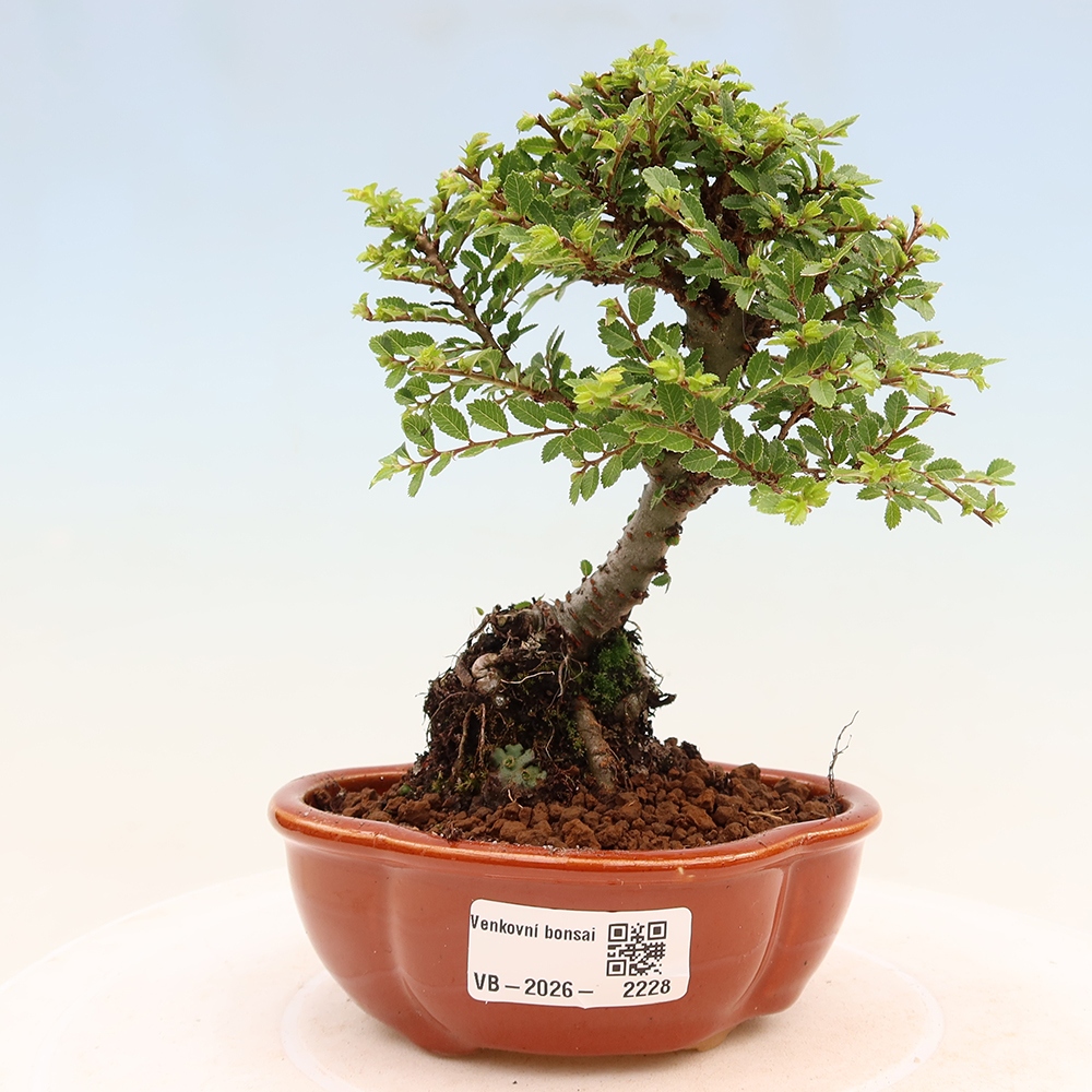 Bonsai für draußen - Ulmus parvifolia Sagei - Kleinblättrige Ulme