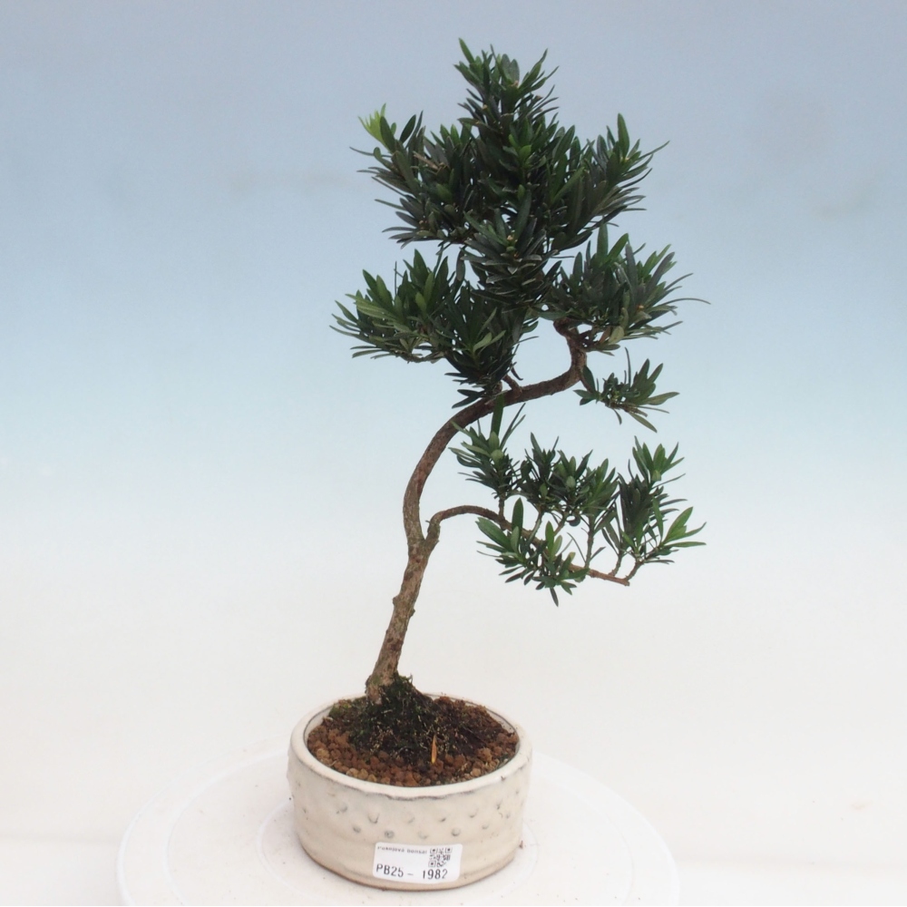 Indoor-Bonsai - Podocarpus - Stein tausend