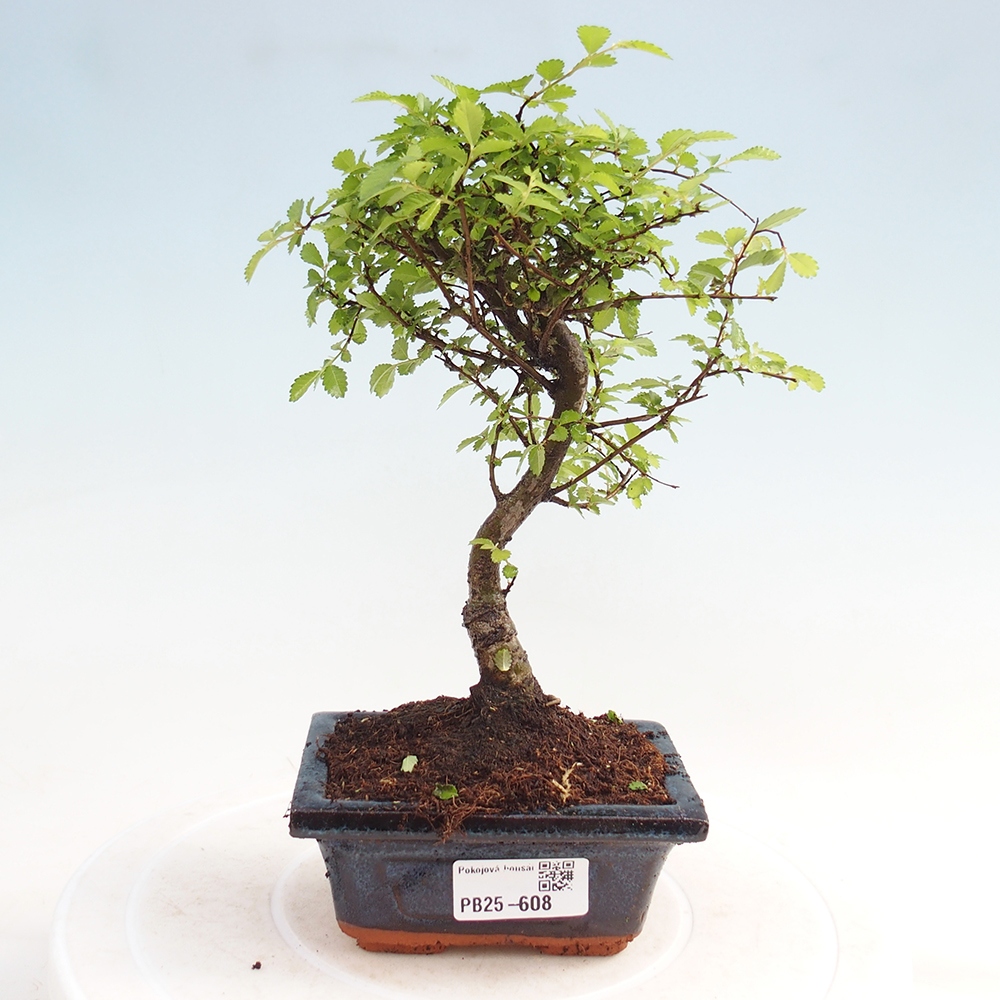 Zimmerbonsai - Ulmus parvifolia - Kleinblättrige Ulme