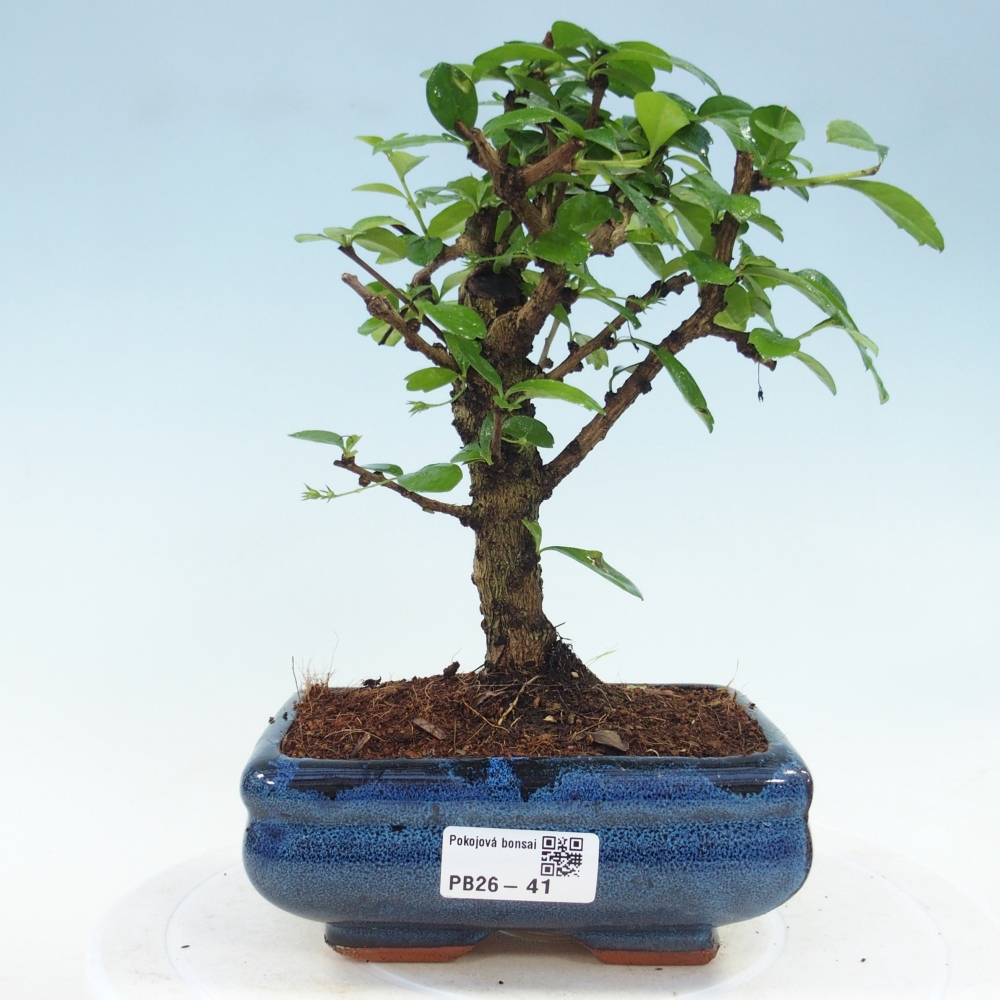 Zimmer-Bonsai - Carmona macrophylla - Tee-Fuki