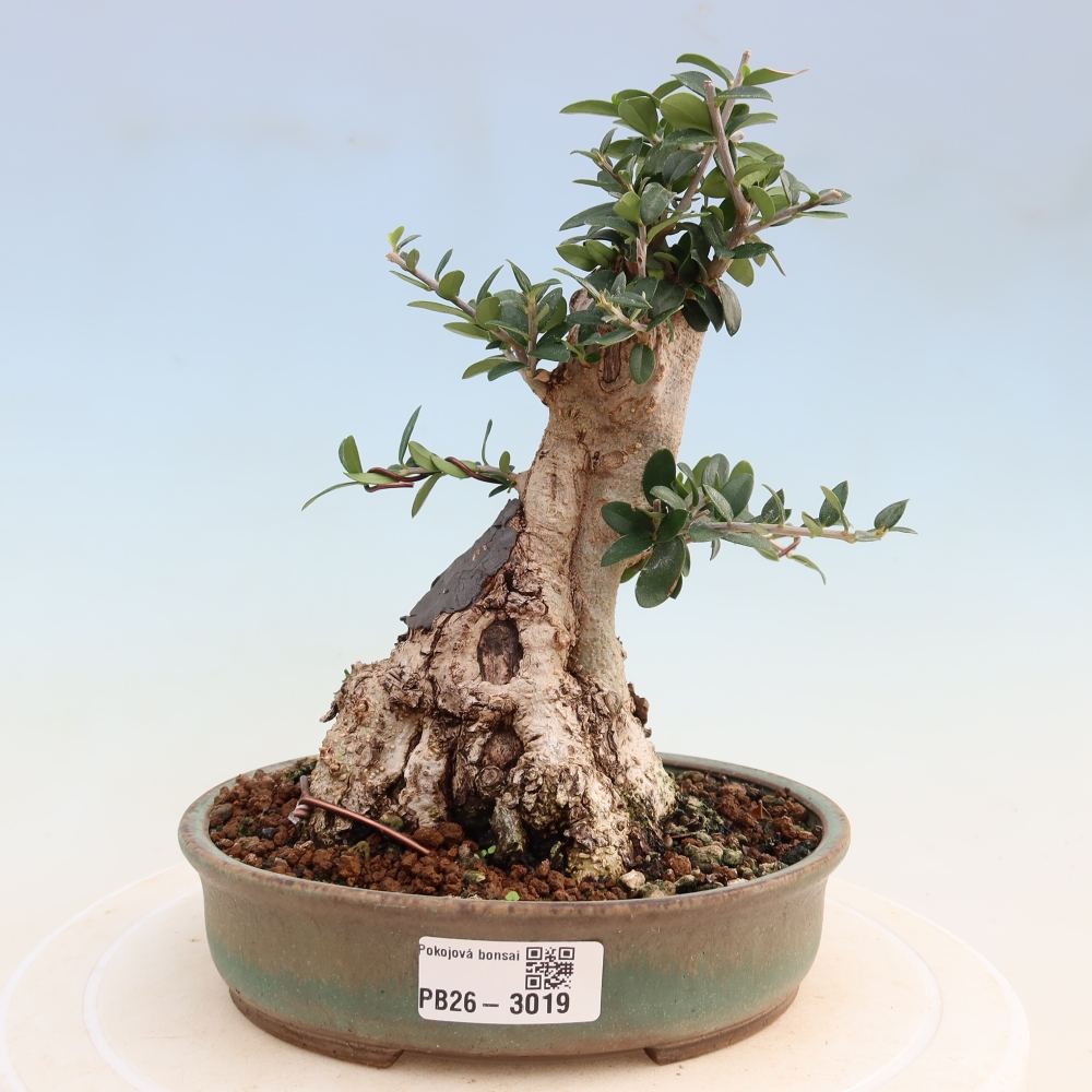 Zimmerbonsai - Olea europaea sylvestris