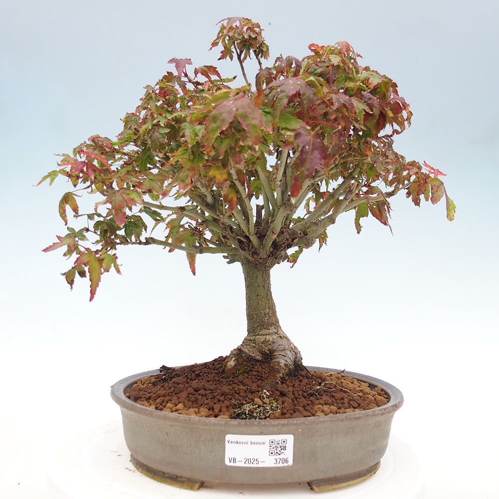 Acer palmatum KIOHIME - Palmetto-Ahorn