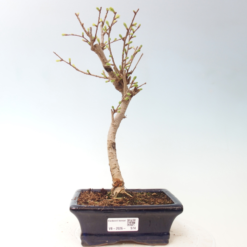 Bonsai für draußen -Pseudolarix amabis-Pseudolarix amabis