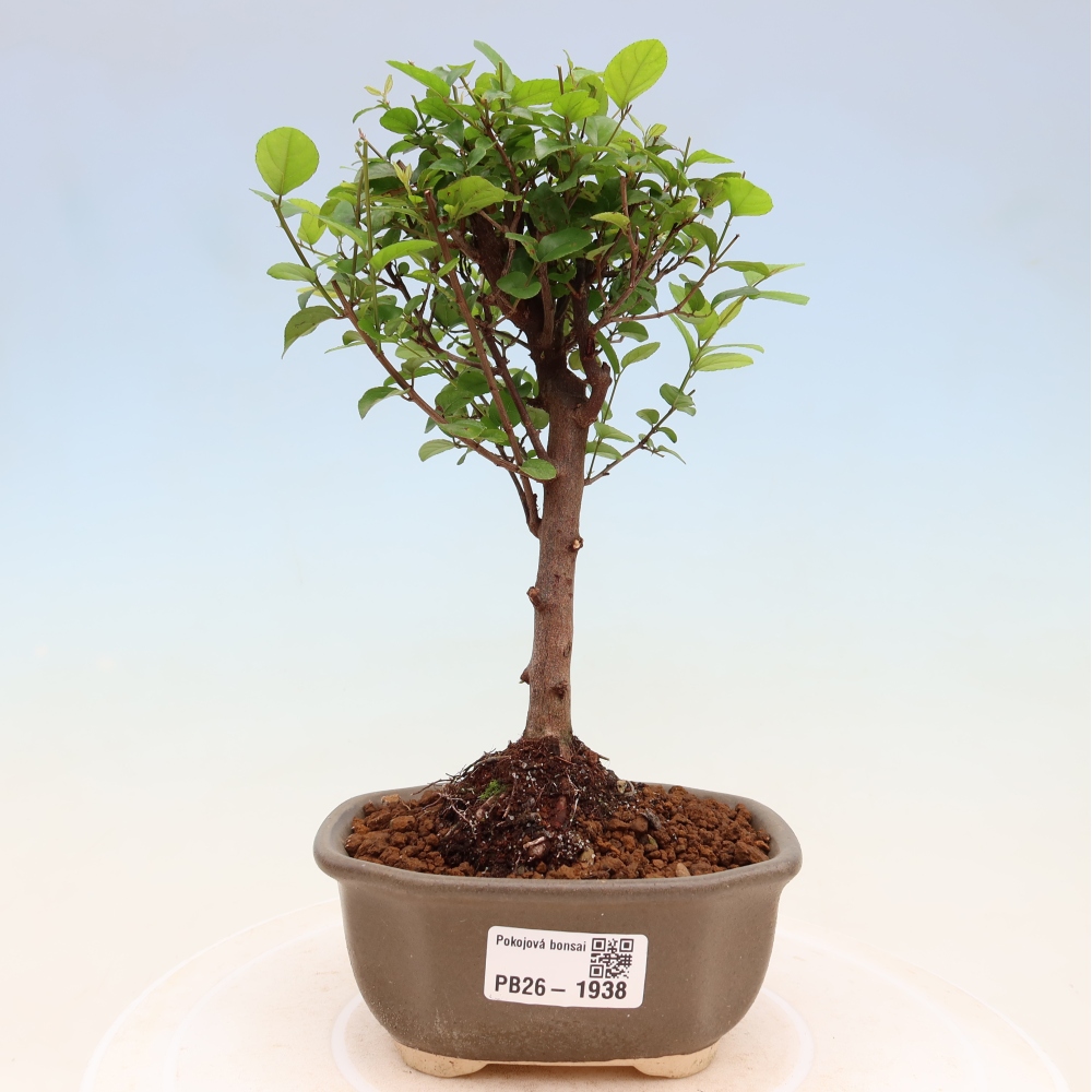 Zimmer Bonsai - Sageretia thea - Sageretia thea