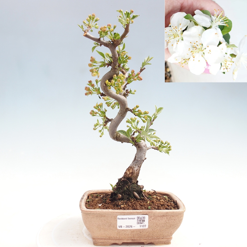 Outdoor Bonsai - Malus sargentii - Kleinfrüchtiger Apfelbaum
