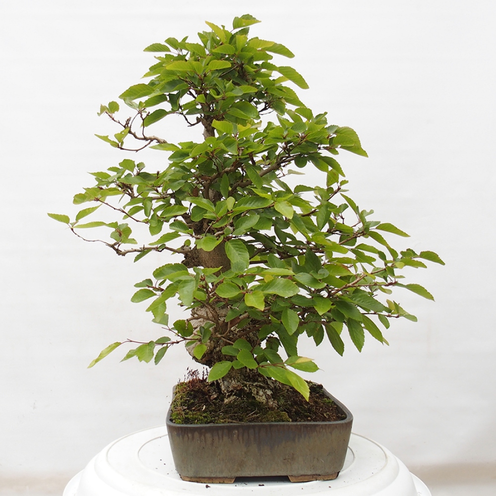 Bonsai im Freien -Carpinus CARPINOIDES - Koreanische Hainbuche
