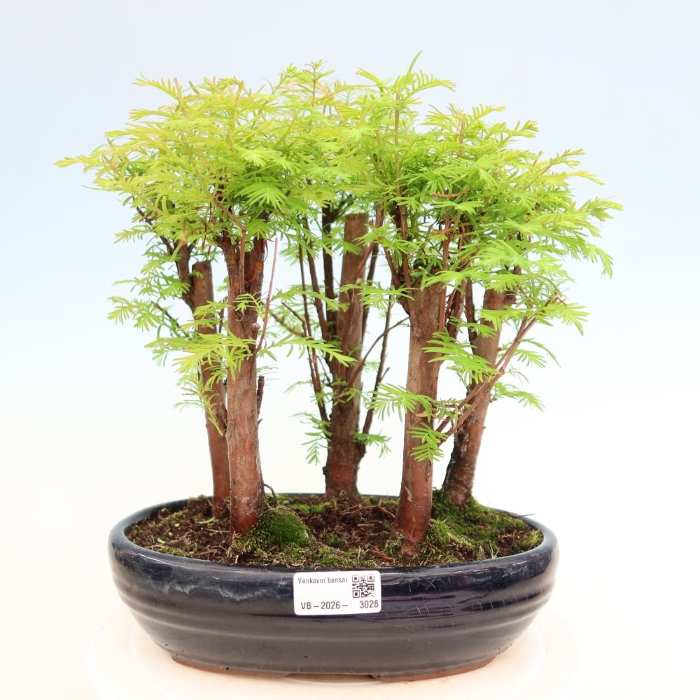 Bonsai für den Außenbereich – Metasequoia glyptostroboides – Chinesische Metasequoia – Wäldchen