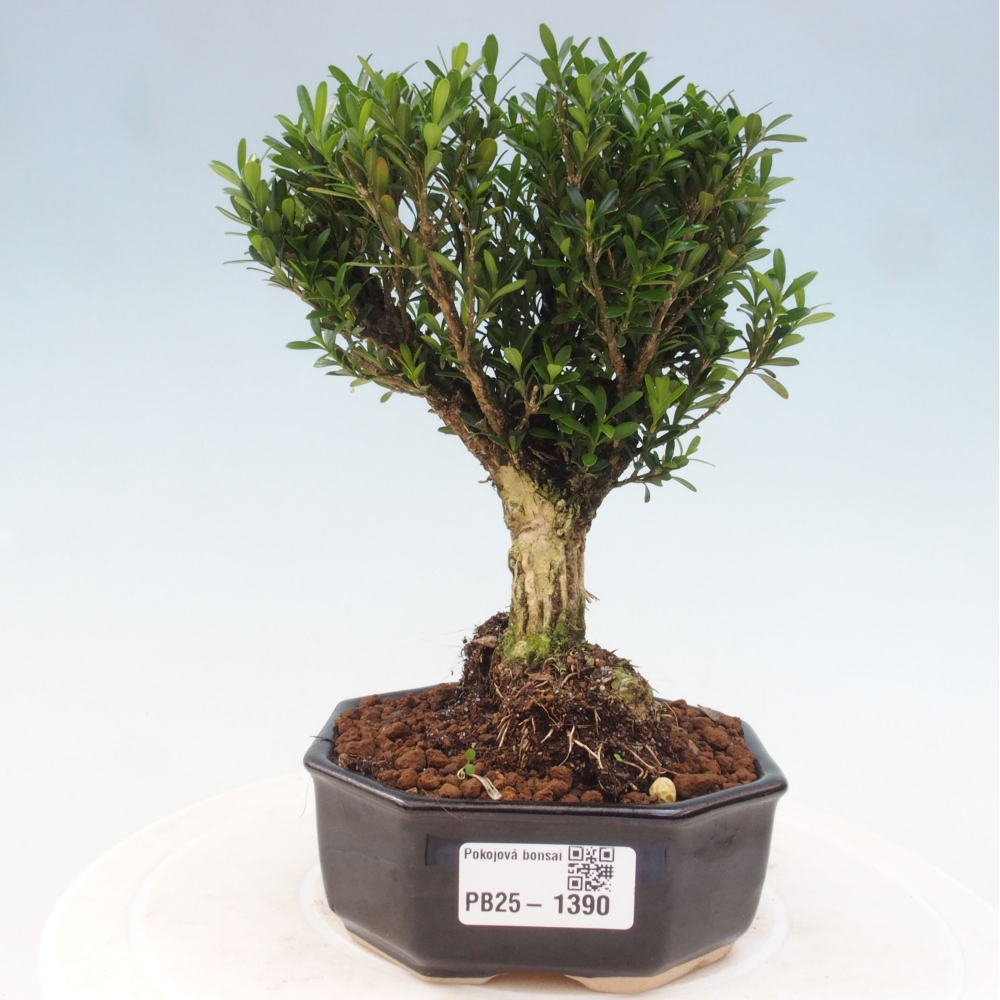 Zimmerbonsai - Buxus harlandii - Korkbuchsbaum