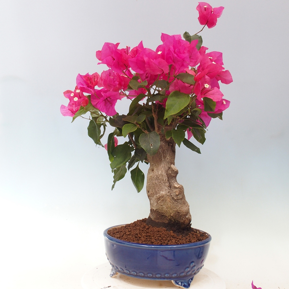 Indoor Bonsai - Bouganwilea