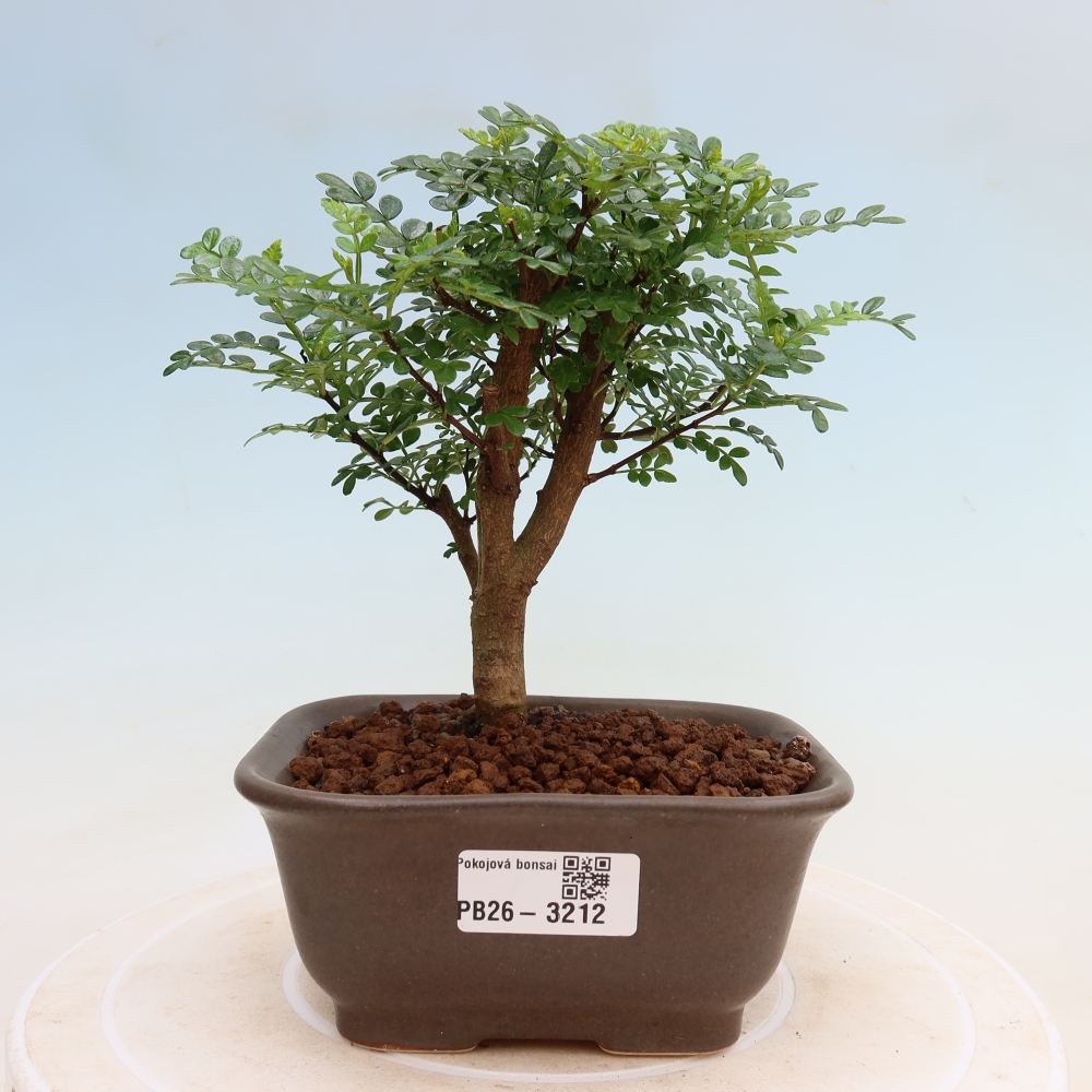 Zimmer Bonsai - Zantoxylum piperitum - Pfefferbaum