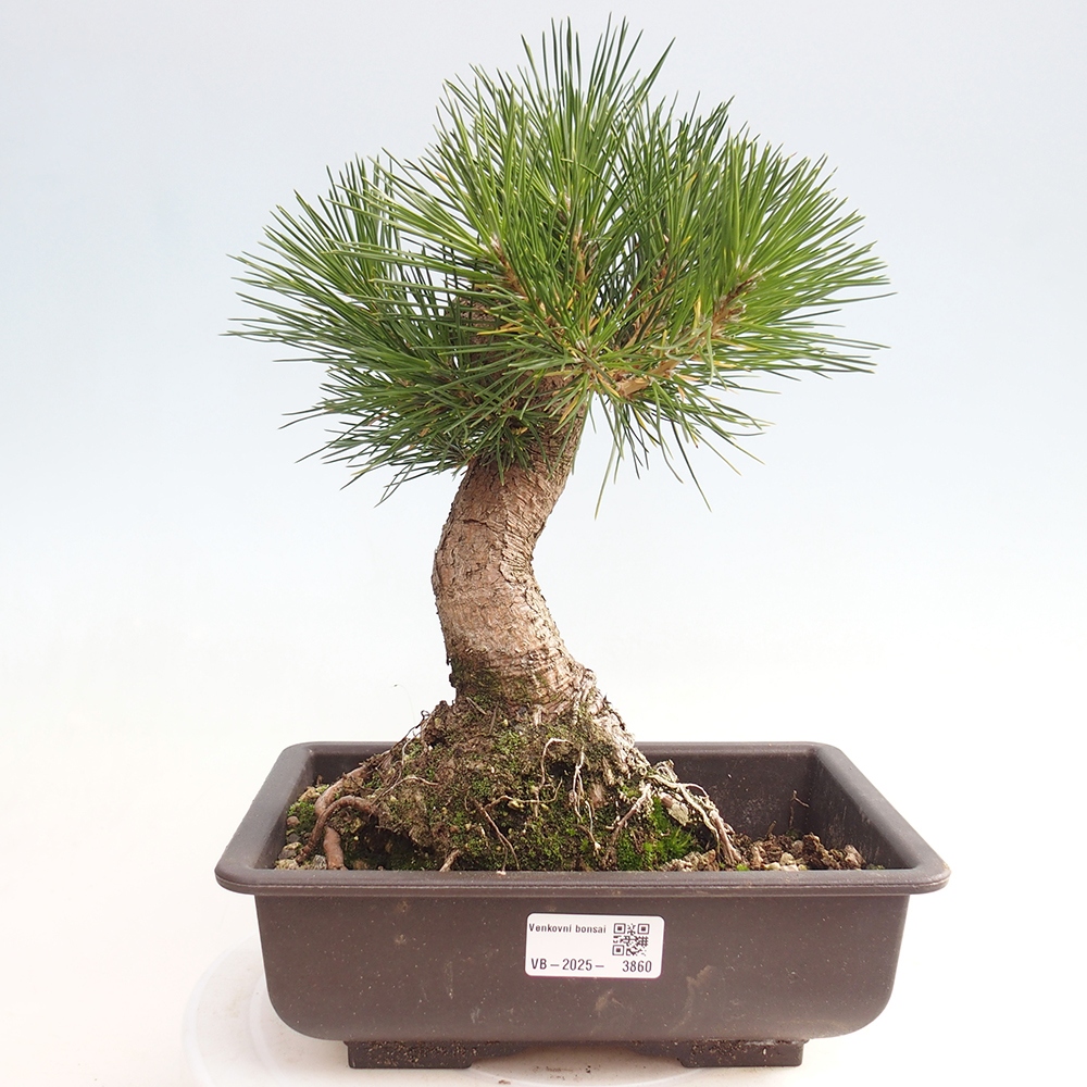 Bonsai für draußen - Pinus thunbergii - Thunberg-Kiefer