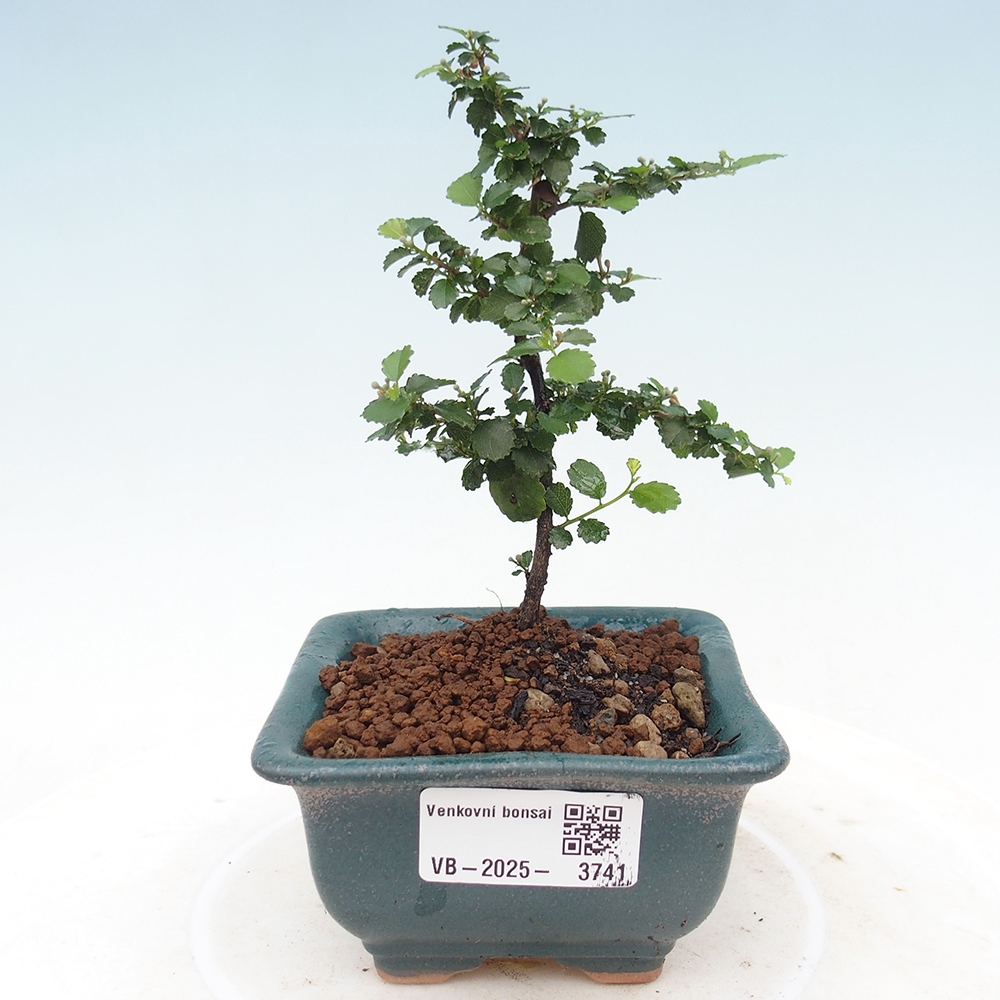 Zimmerbonsai - Grewia sp. - Kleinblättriges Grewie