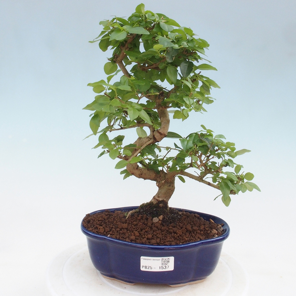 Indoor Bonsai -Ligustrum chinensis - Vogelschnabel