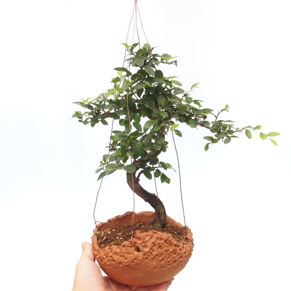 Kokedama in Keramik -Ulmus parvifolia- kleinblättrige Ulme