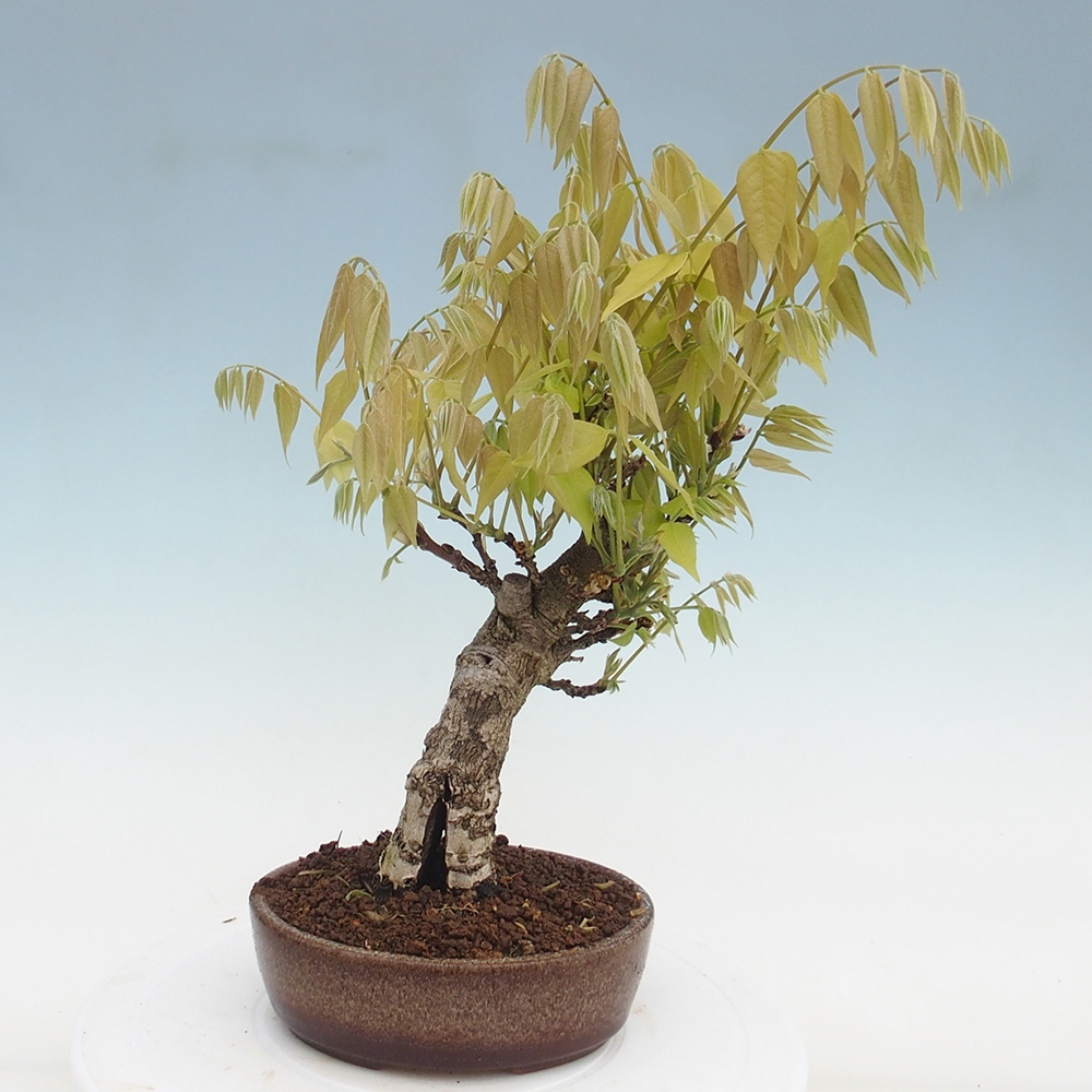 Bonsai im Freien - Wisteria floribunda - Wisteria floribunda