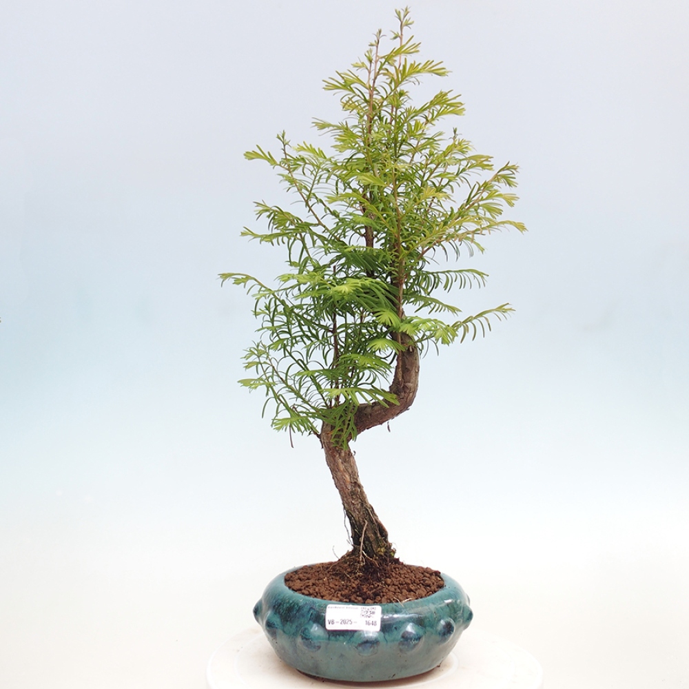 Bonsai im Freien - Metasequoia glyptostroboides - Chinesischer Metasequoia