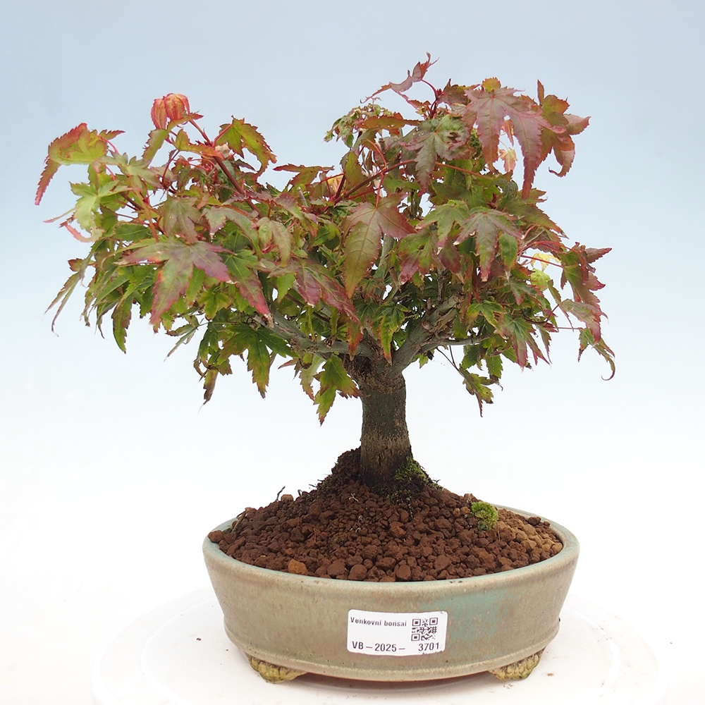 Acer palmatum KIOHIME - Palmetto-Ahorn