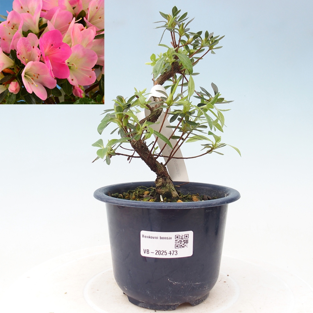 Bonsai im Freien - Japanische Azalee - Azalea Hanamaiko