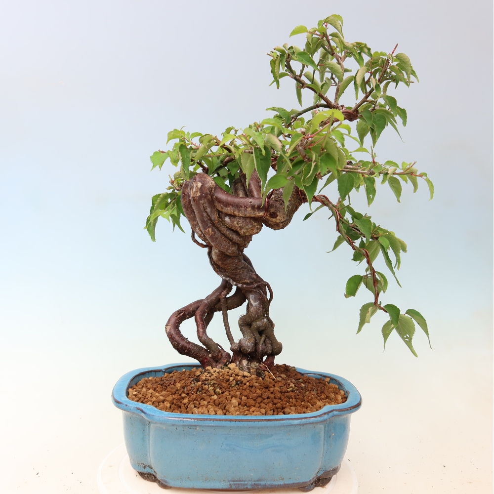 Bonsai für den Außenbereich – Japanischer Aprikosenbaum – Prunus Mume