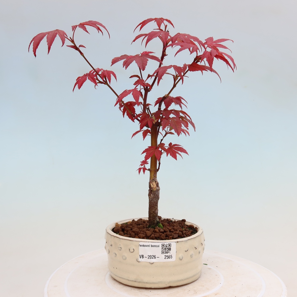 Bonsai für draußen - Acer-Palme. Atropurpureum-Javor palmate