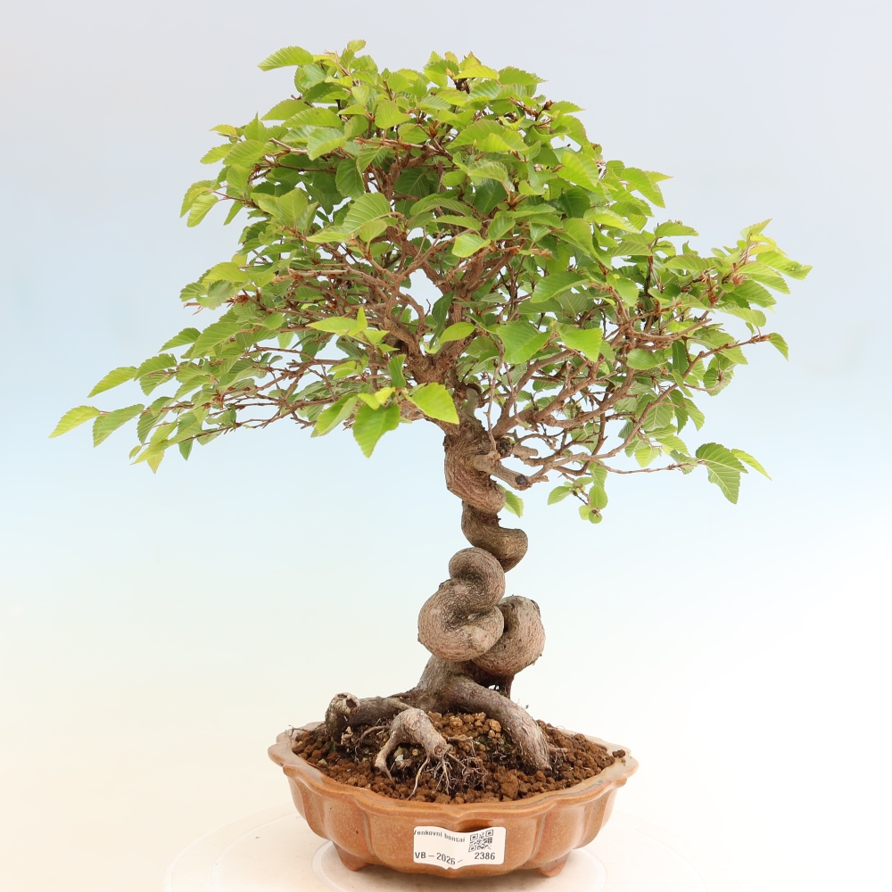 Bonsai für draußen - Karpinus Coreana - Koreanische Hainbuche