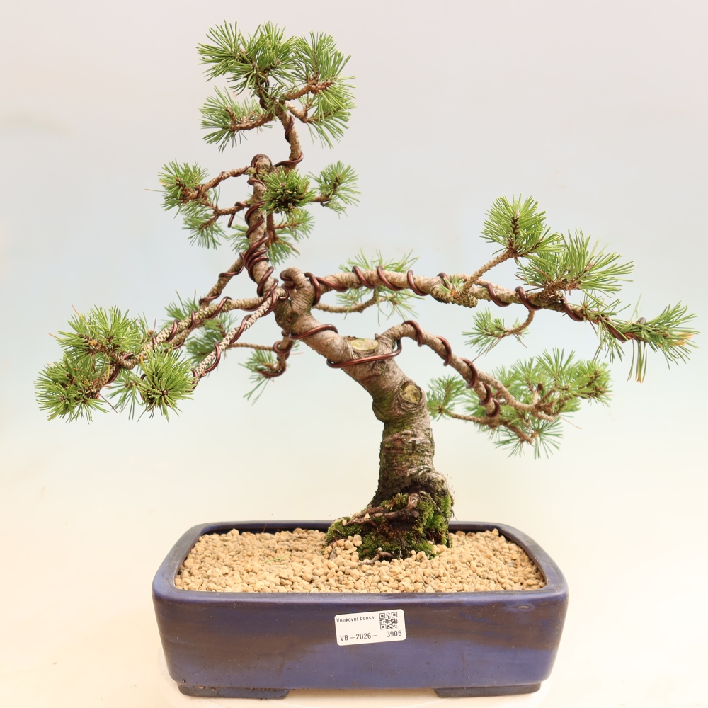 Bonsai für den Außenbereich – Pinus mugo Humpy – Zwergkiefer