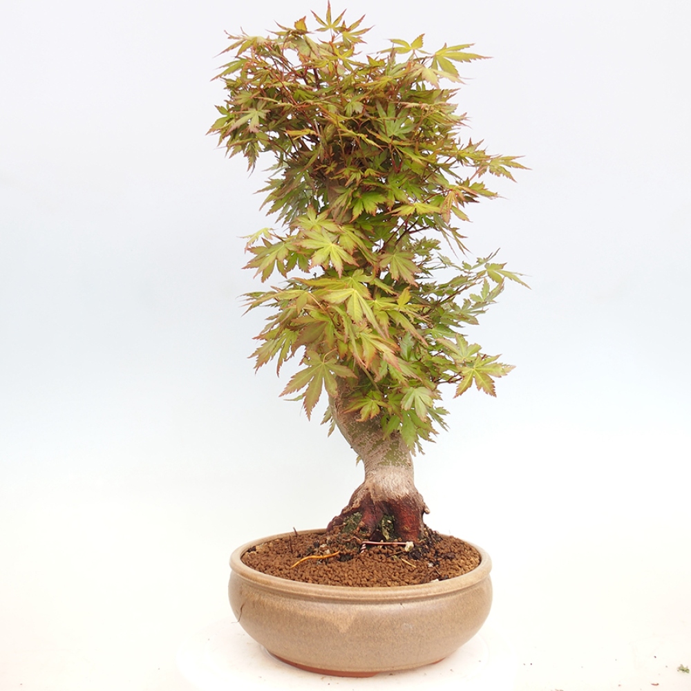 Bonsai im Freien - Acer palmatum - Auburn Ahorn