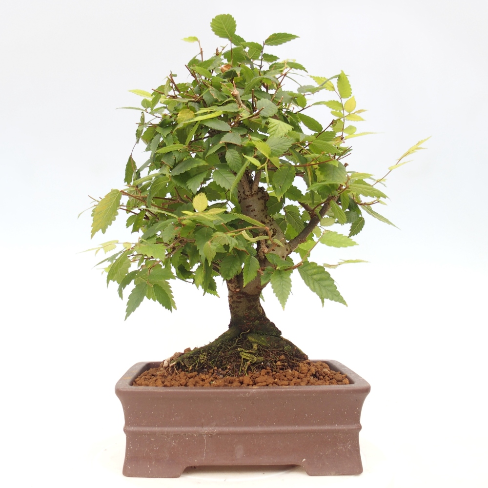 Bonsai im Freien - Zelkova - Zelkova serrata