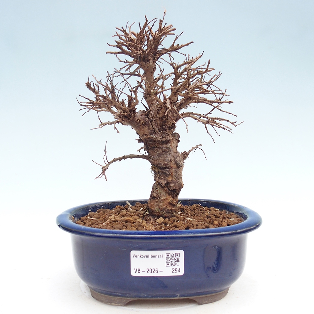 Bonsai für draußen - Zelkova - Zelkova NIRE