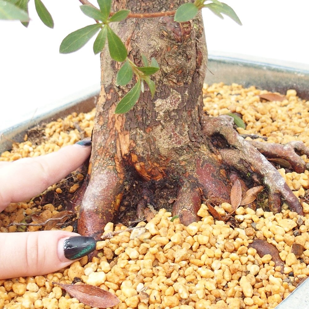 Bonsai für draußen - Japanische Azalee - Azalea satsuki