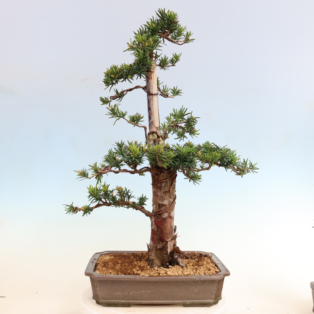 Bonsai für draußen - Taxus cuspidata - Japanische Eibe