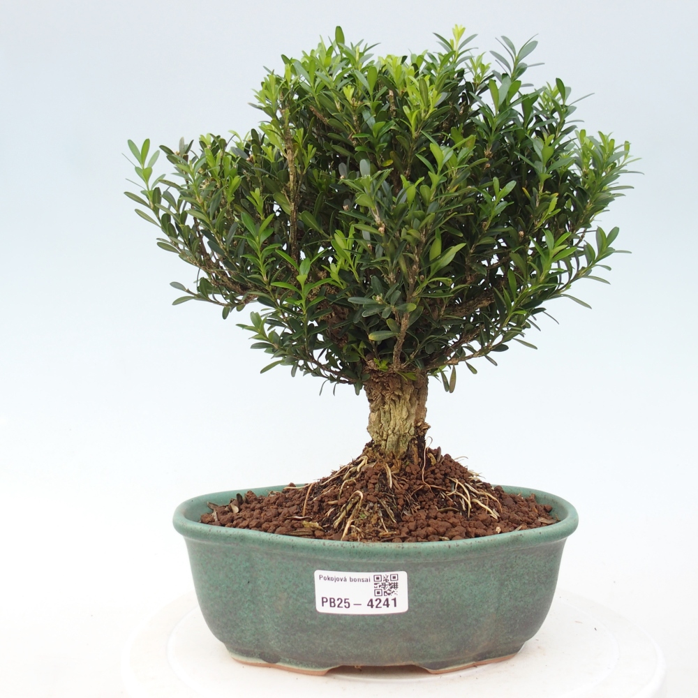 Zimmer Bonsai - Buxus harlandii - Korkbuxus