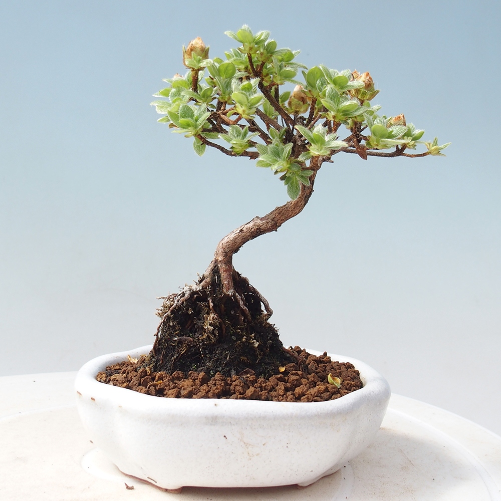 Outdoor-Bonsai - Rododendron indicum - Japanische Azalee