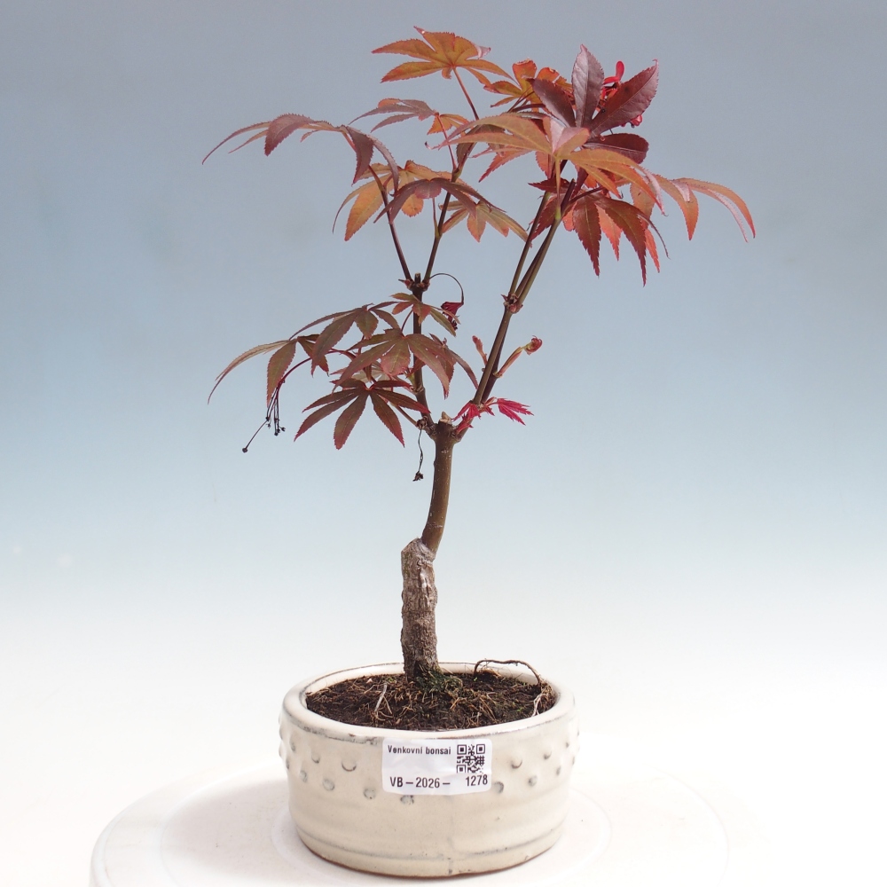 Bonsai für draußen - Acer-Palme. Atropurpureum-Javor palmate