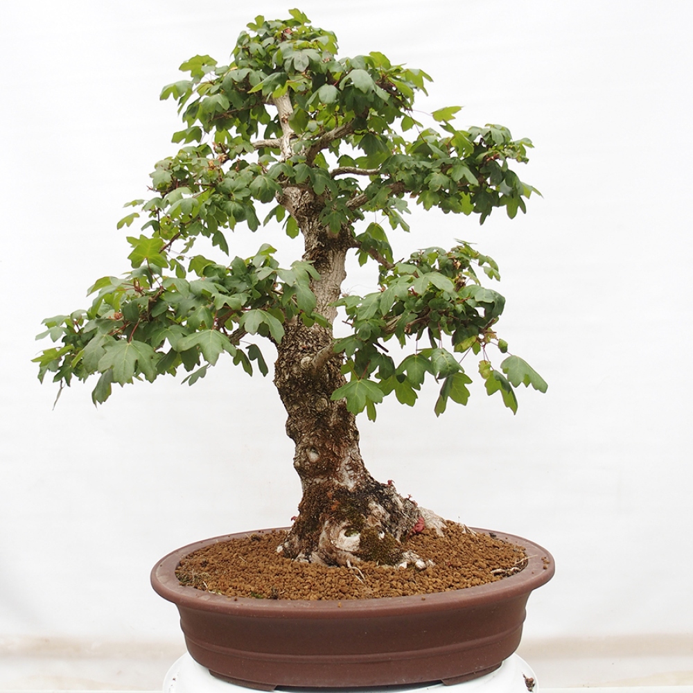 Bonsai im Freien - Baby-Ahorn - Acer campestre