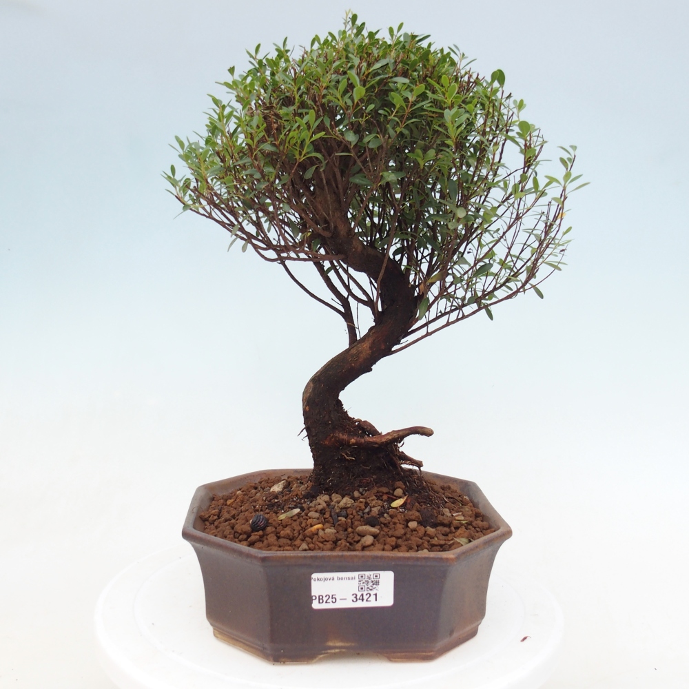 Zimmer Bonsai - Syzygium - Piment