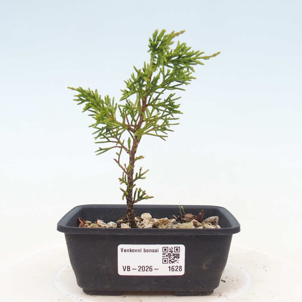 Bonsai für draußen - Juniperus chinensis Itoigawa