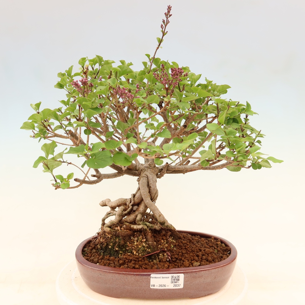 Bonsai für draußen - Syringa microphylla - Kleinblütiger Flieder