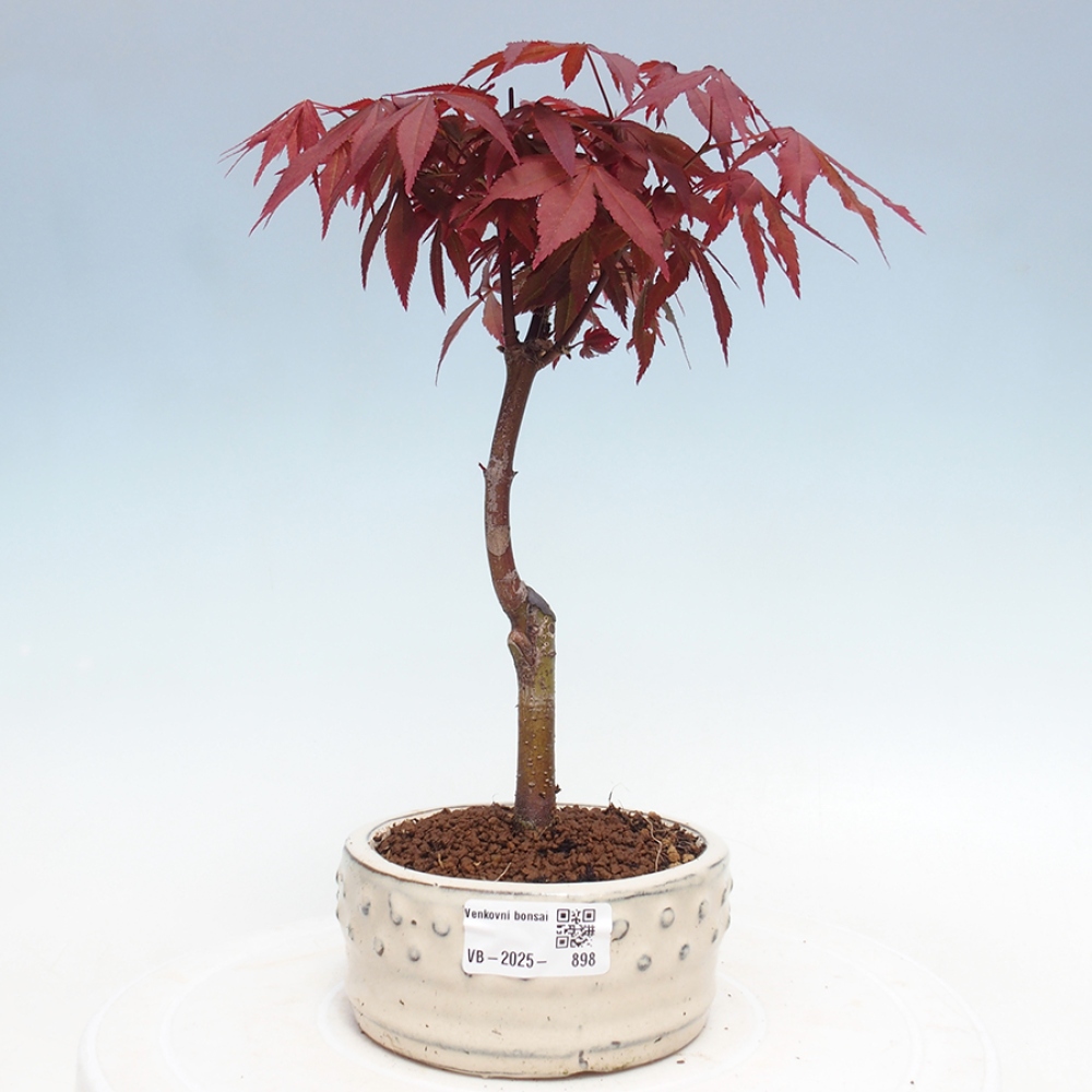 Bonsai im Freien - Acer-Palme. Atropurpureum-Palmenblatt-Ahorn