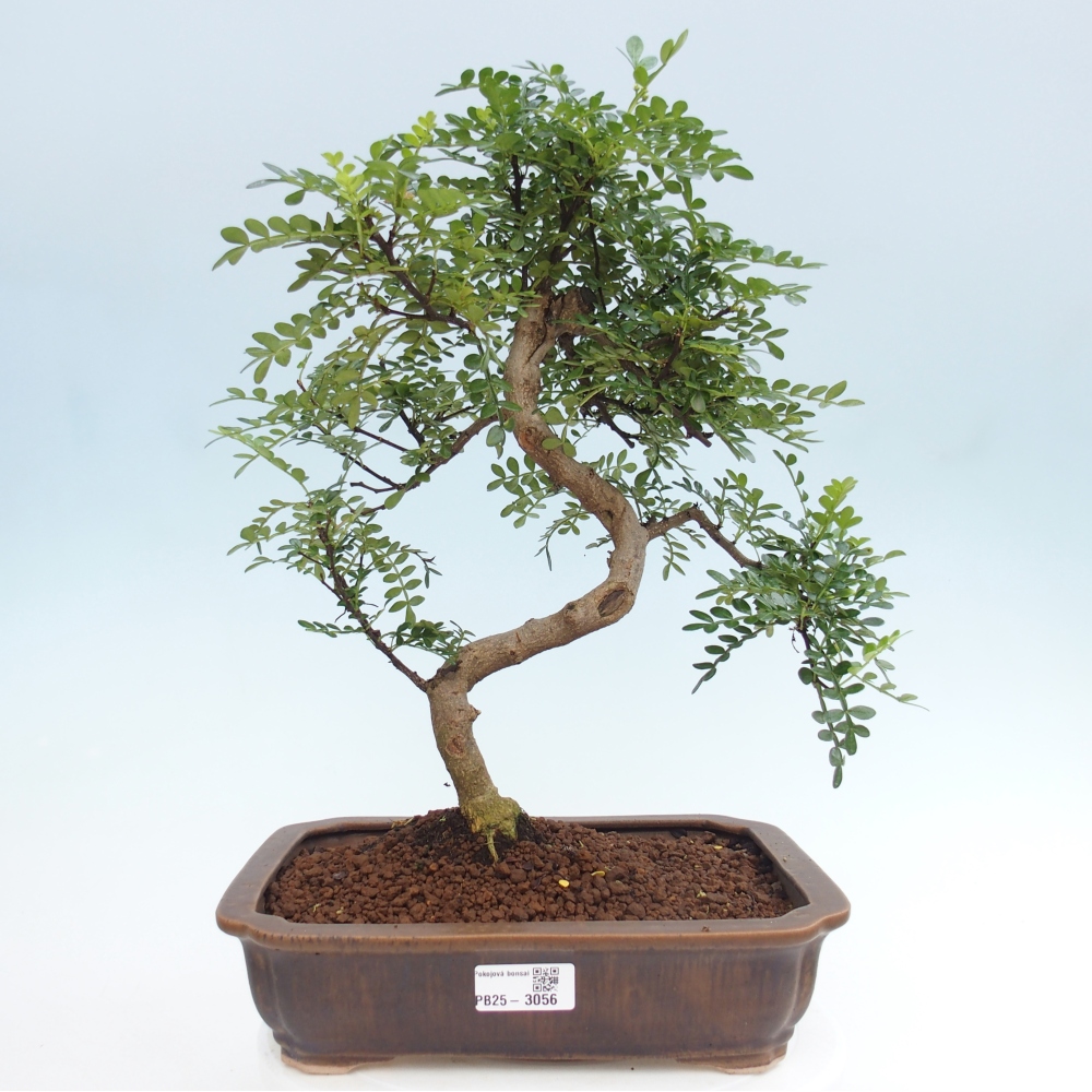 Zimmerbonsai - Zantoxylum piperitum - Pfefferbaum