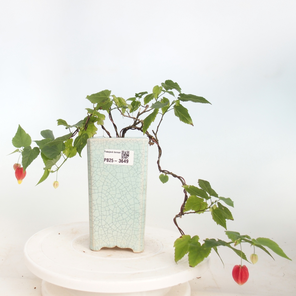 Zimmerbonsai - Abutilon Big Bell - Moltebeere