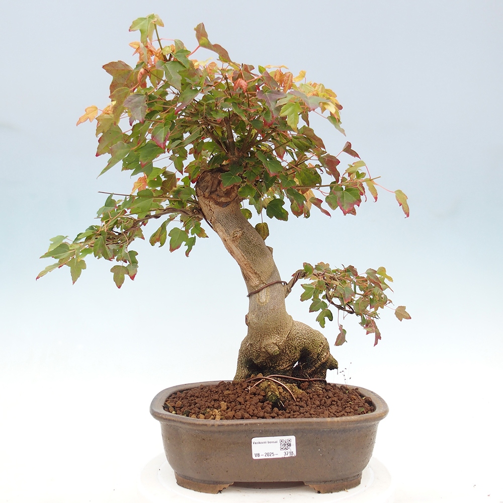 Bonsai im Freien - Ahorn Buergerianum - Burger Maple