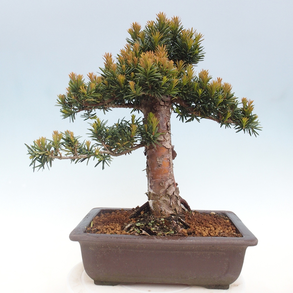 Bonsai im Freien - Taxus cuspidata - Japanische Eibe